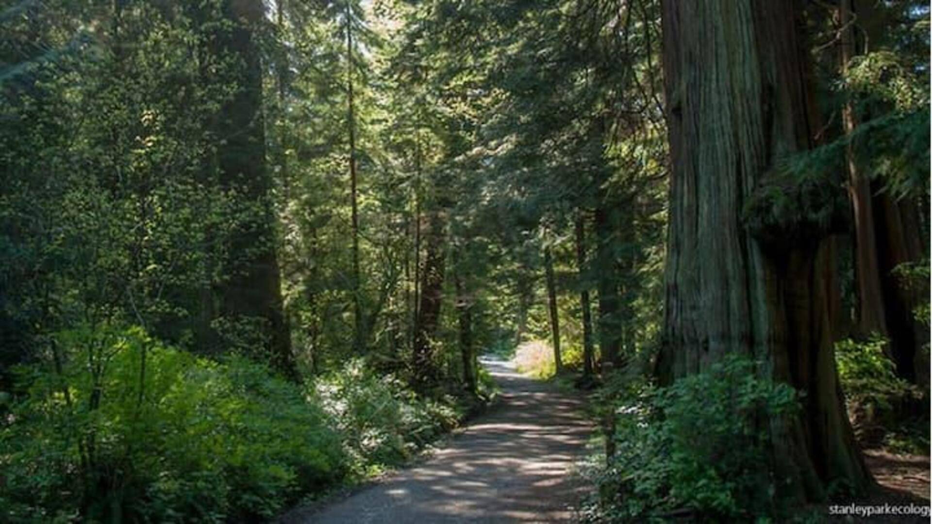 Wisata Hutan Hujan Perkotaan Vancouver Sangat Cocok Bagi Pecinta Alam