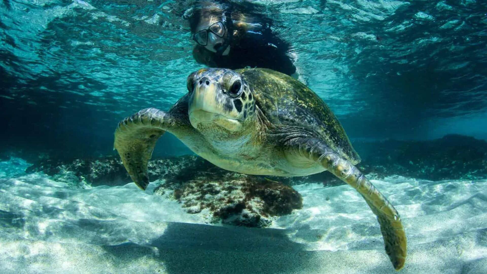 Mengungkap surga bawah laut Galapagos, Ekuador