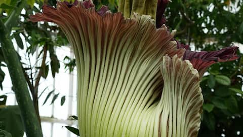 Lima Fakta Menarik tentang Bunga Mayat yang Misterius