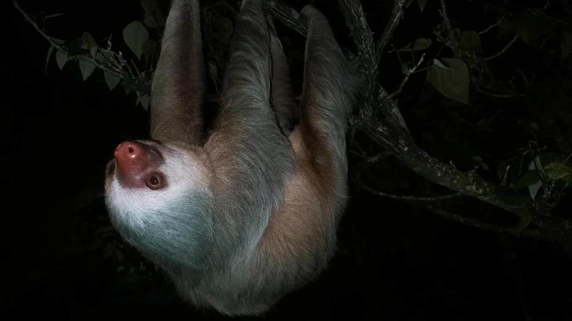 Menjelajahi Aktivitas Kungkang di Malam Hari