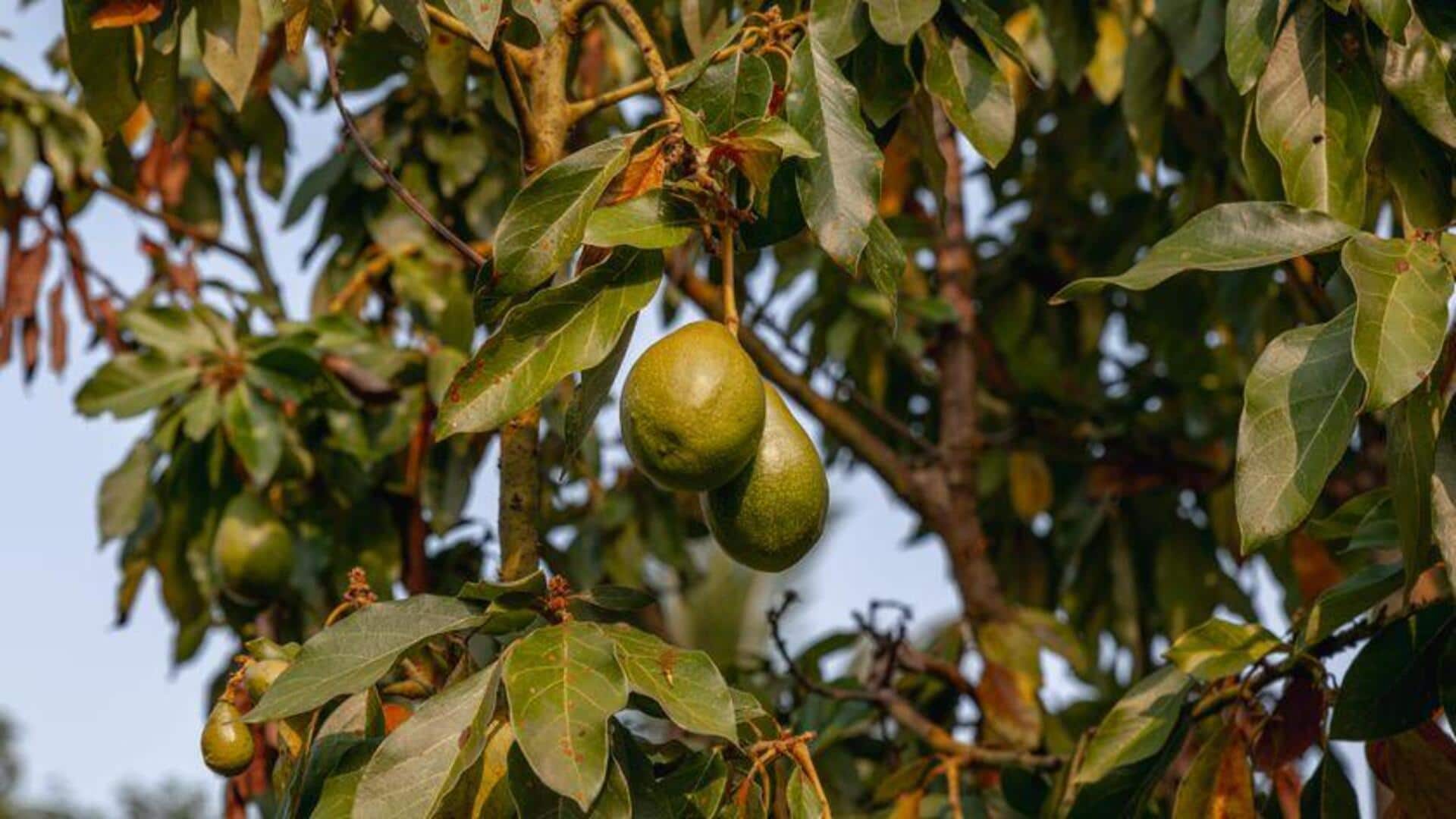 Rahasia Menanam Alpukat di Kebun Kota