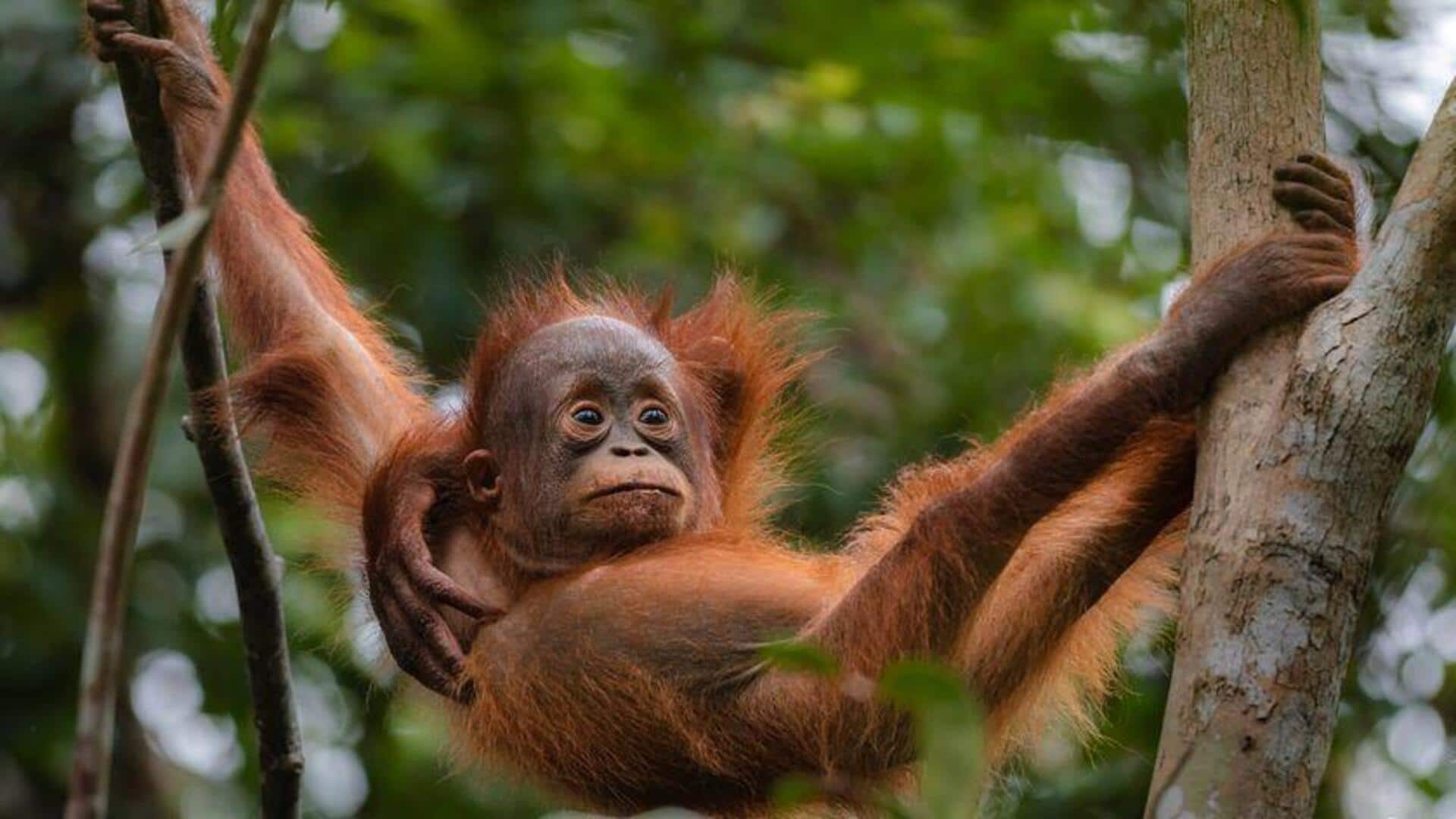 Pemulihan Spesies Terancam Punah melalui Teknologi