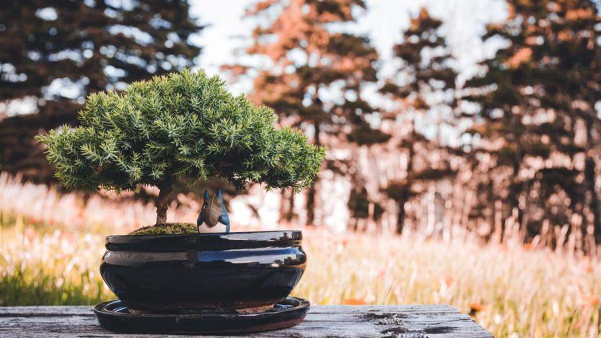 5 Pohon Bonsai yang Mudah untuk Pemula