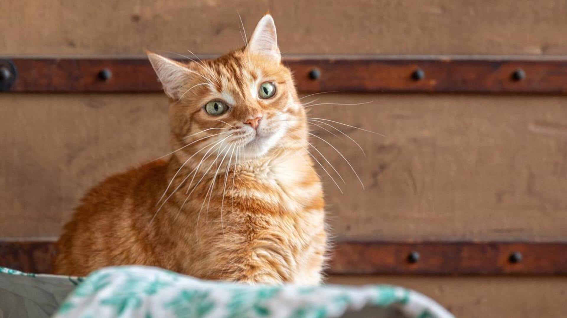 Mengungkap Fungsi dan Efektivitas Unik dari Kumis Kucing Mengungkap Fungsi dan Efektivitas Unik dari Kumis Kucing