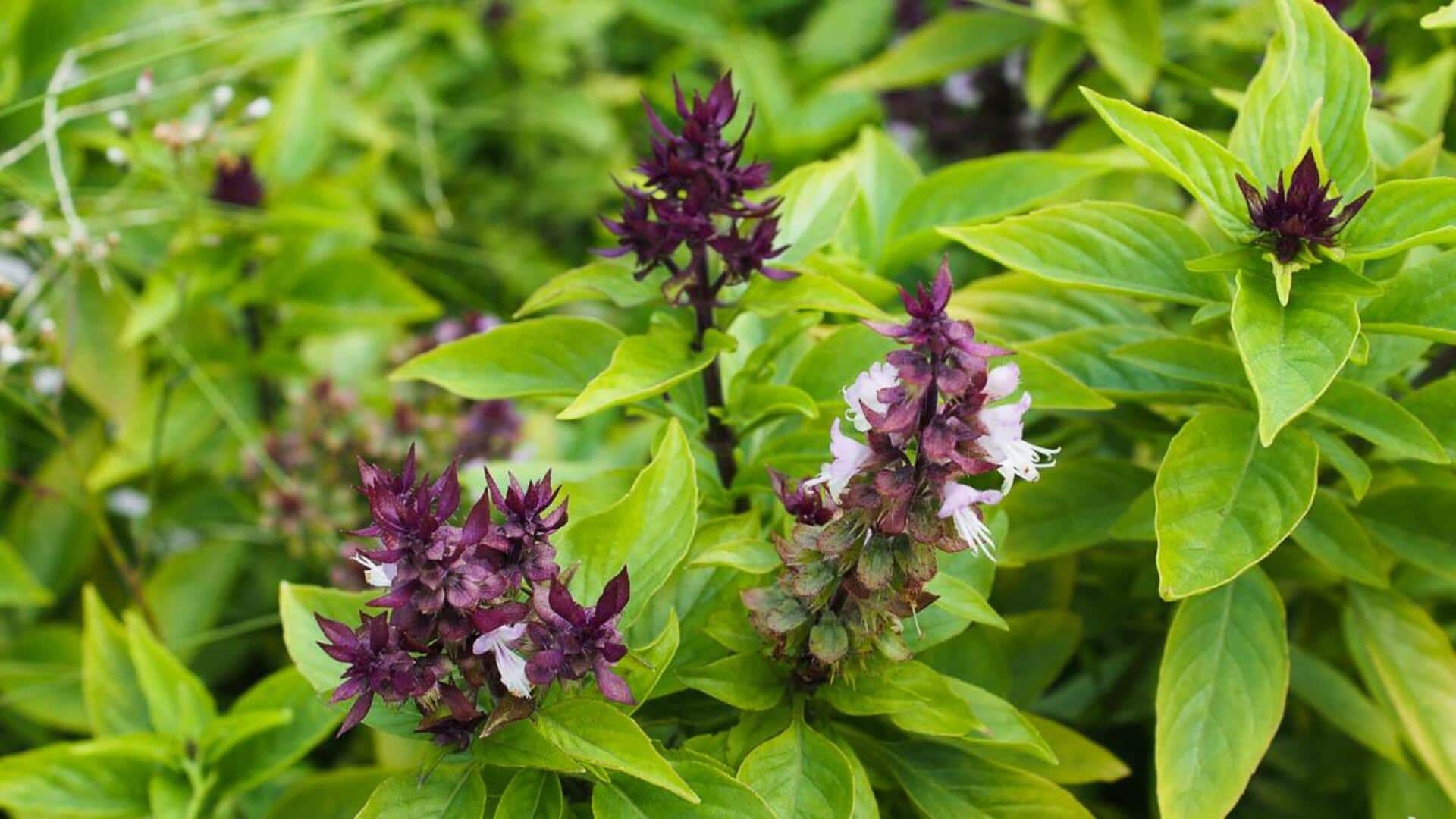 Menggabungkan Herbal Langka dalam Hidangan Vegetarian Sehari-hari