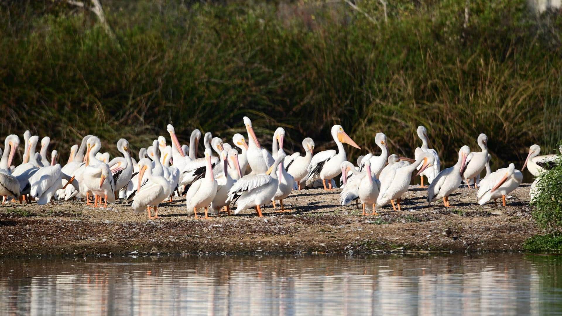 Peran Pelikan dalam Ekosistem dan Dinamika Rantai Makanan