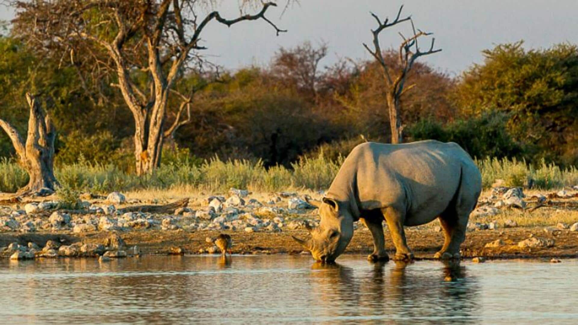 Menjelajahi Keajaiban Taman Nasional Etosha, Namibia