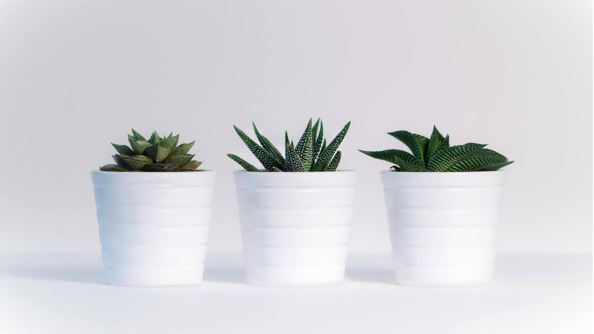 Tanaman Inovatif untuk Meja Kerja Anda