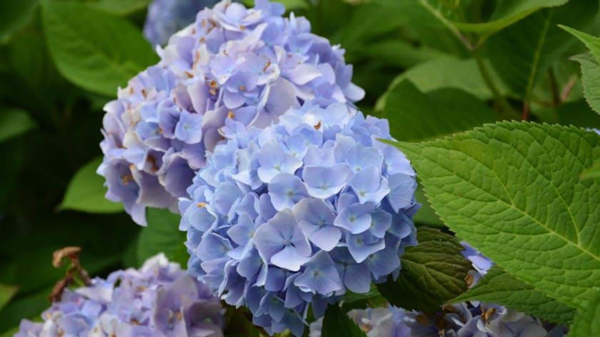 Rahasia Menumbuhkan Hortensia dengan Warna Unik