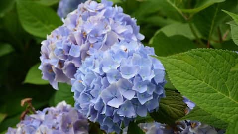Rahasia Menumbuhkan Hortensia dengan Warna Unik