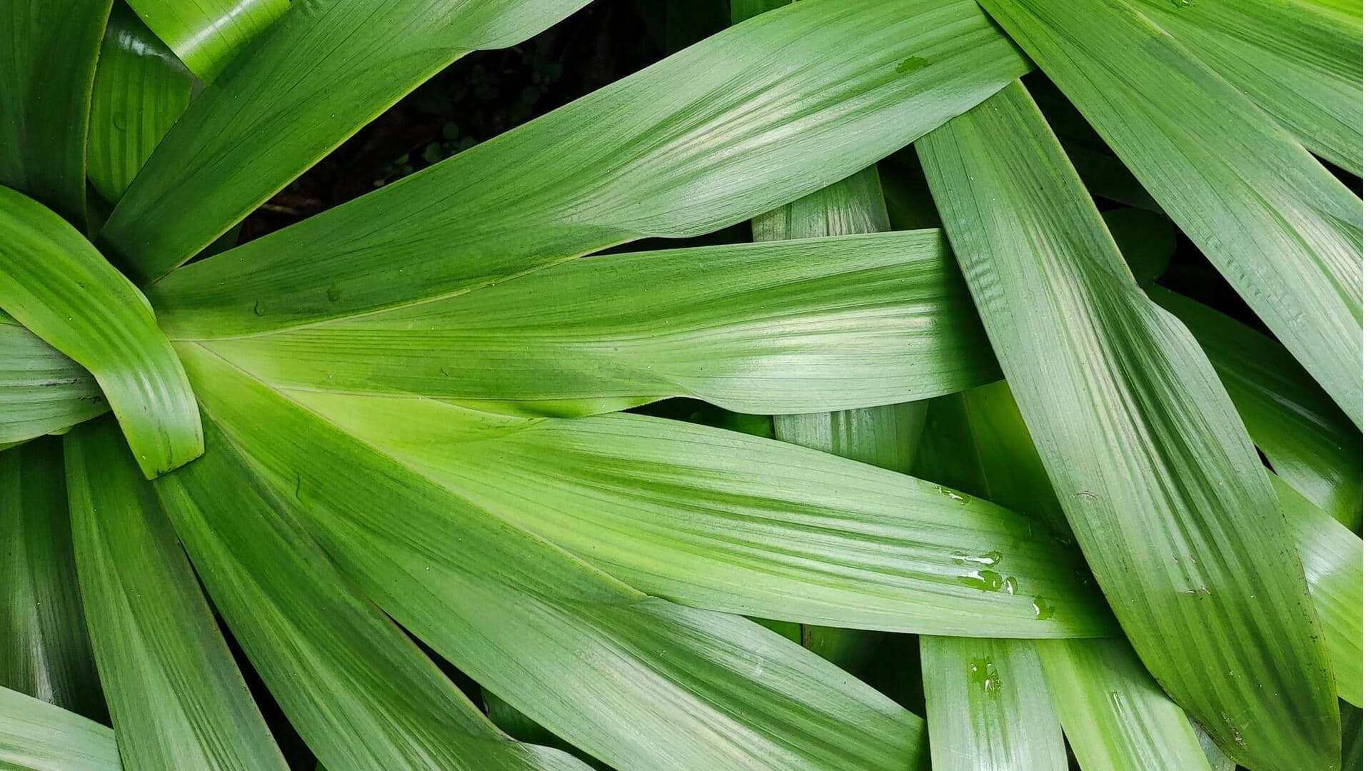 Alternatif Kue Putu Vegan yang Lebih Sehat