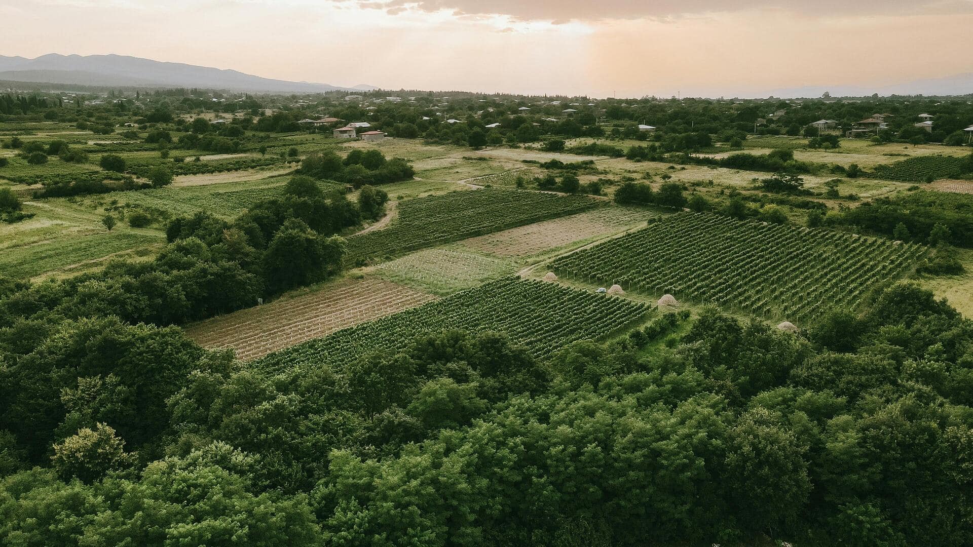 Temukan Kebun Anggur Tersembunyi di Kakheti, Georgia