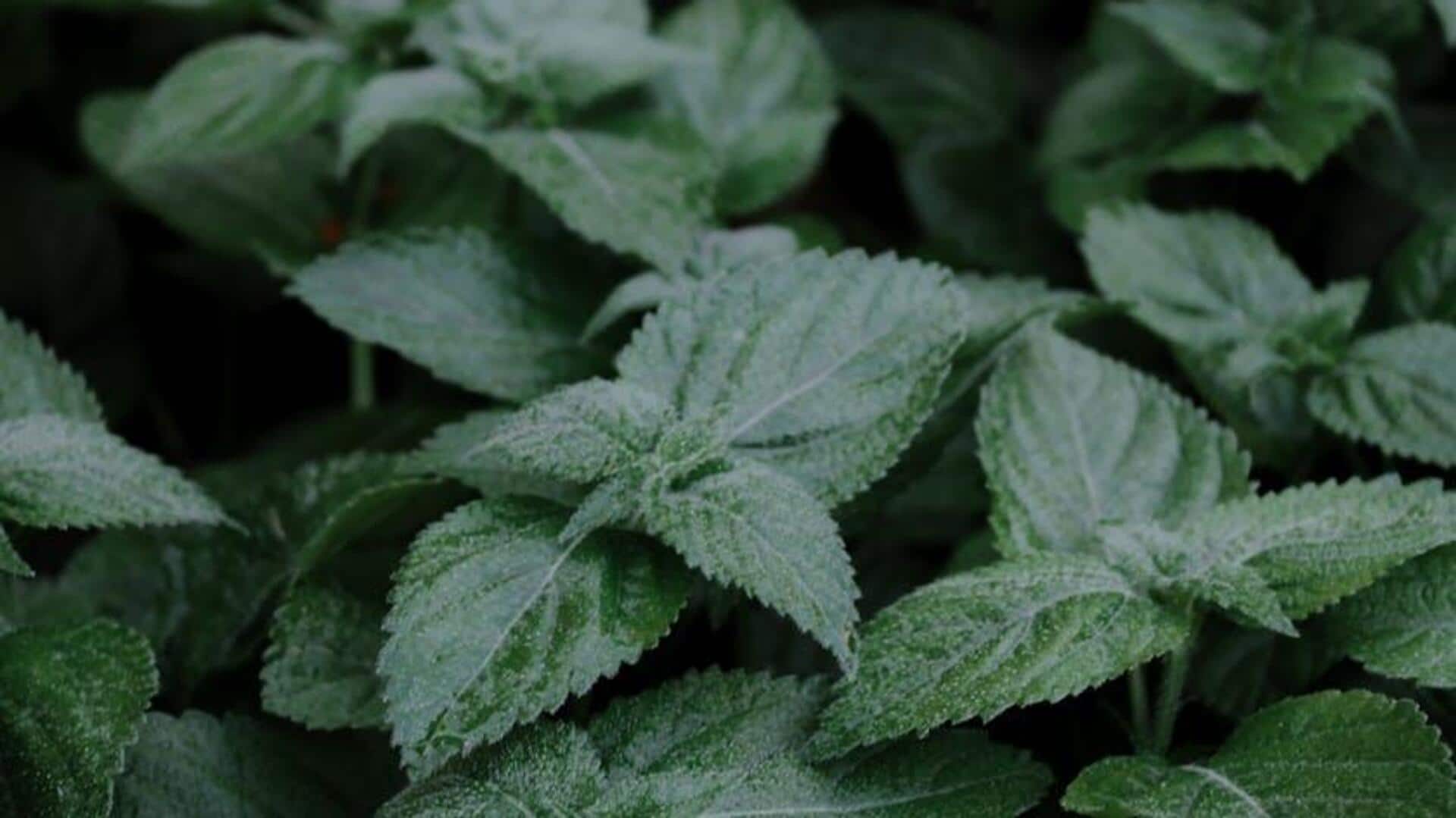 Manfaat Menanam Daun Madu Limau di Rumah Manfaat Menanam Daun Madu Limau di Rumah