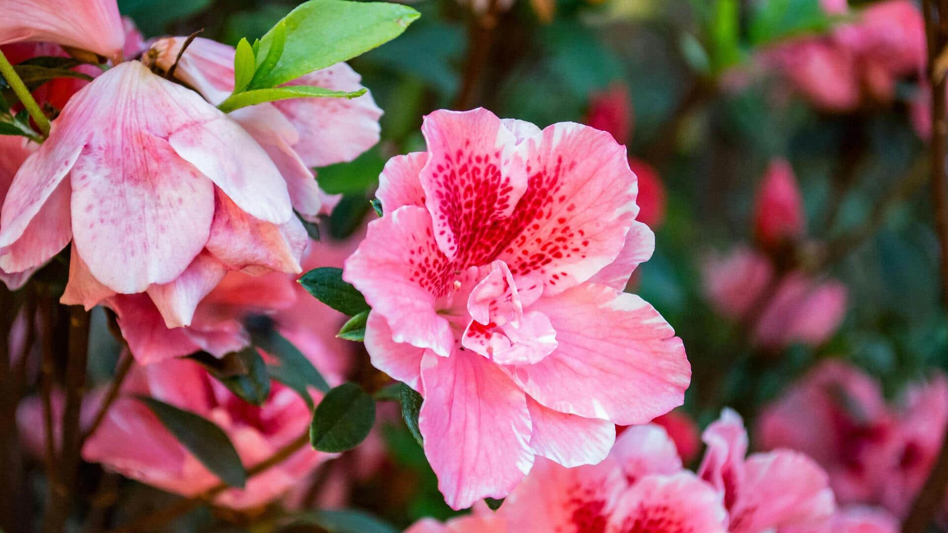 Menguasai Azalea: Rahasia Mekar Indah di Dalam Ruangan