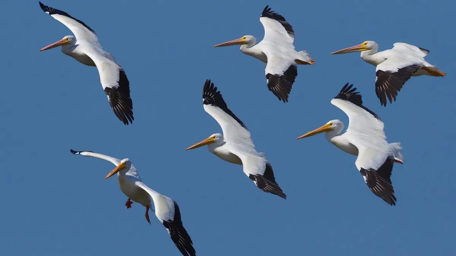 Mengungkap Formasi Penerbangan Pelikan yang Menakjubkan