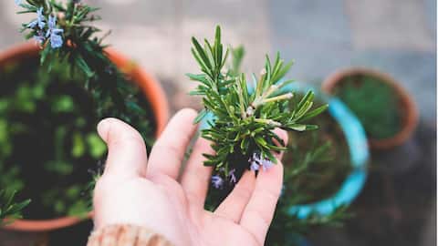 Manfaat Menanam Rosemari Dalam Pot