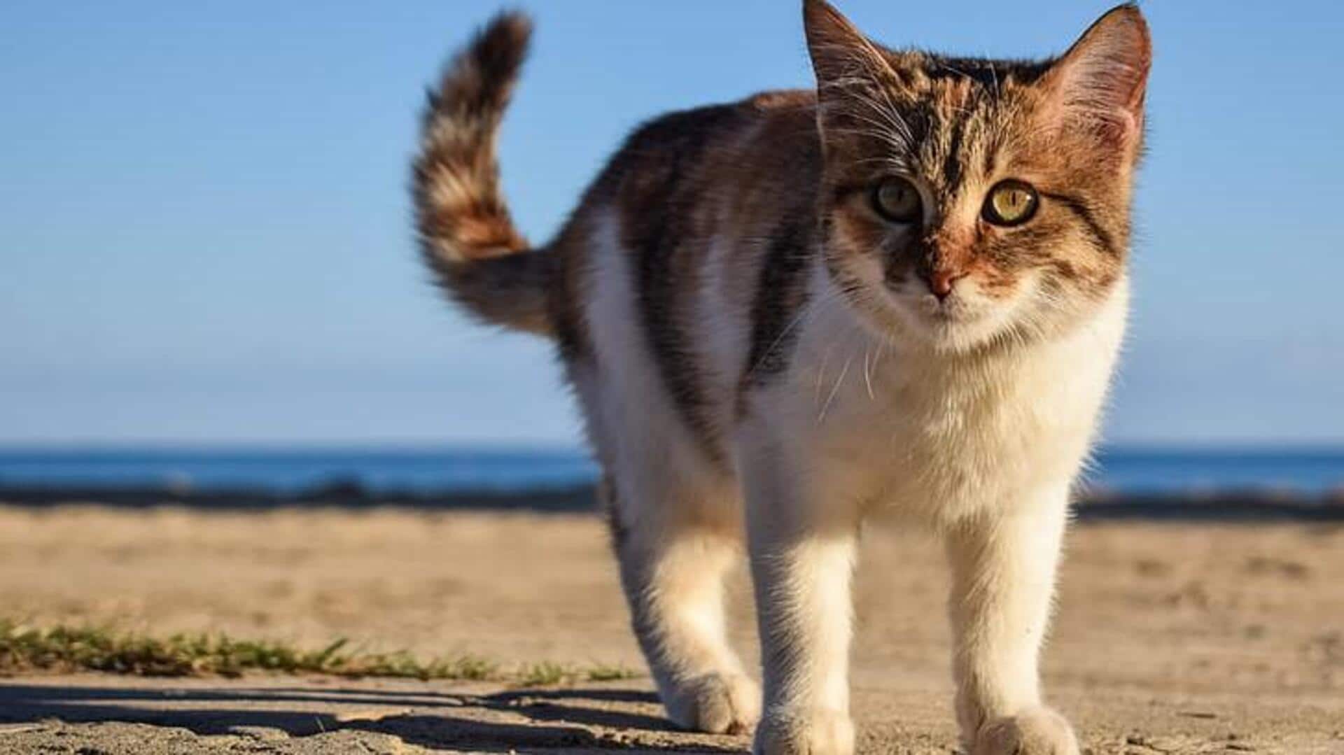 Cara mudah menghilangkan rambut hewan peliharaan dari perabotan