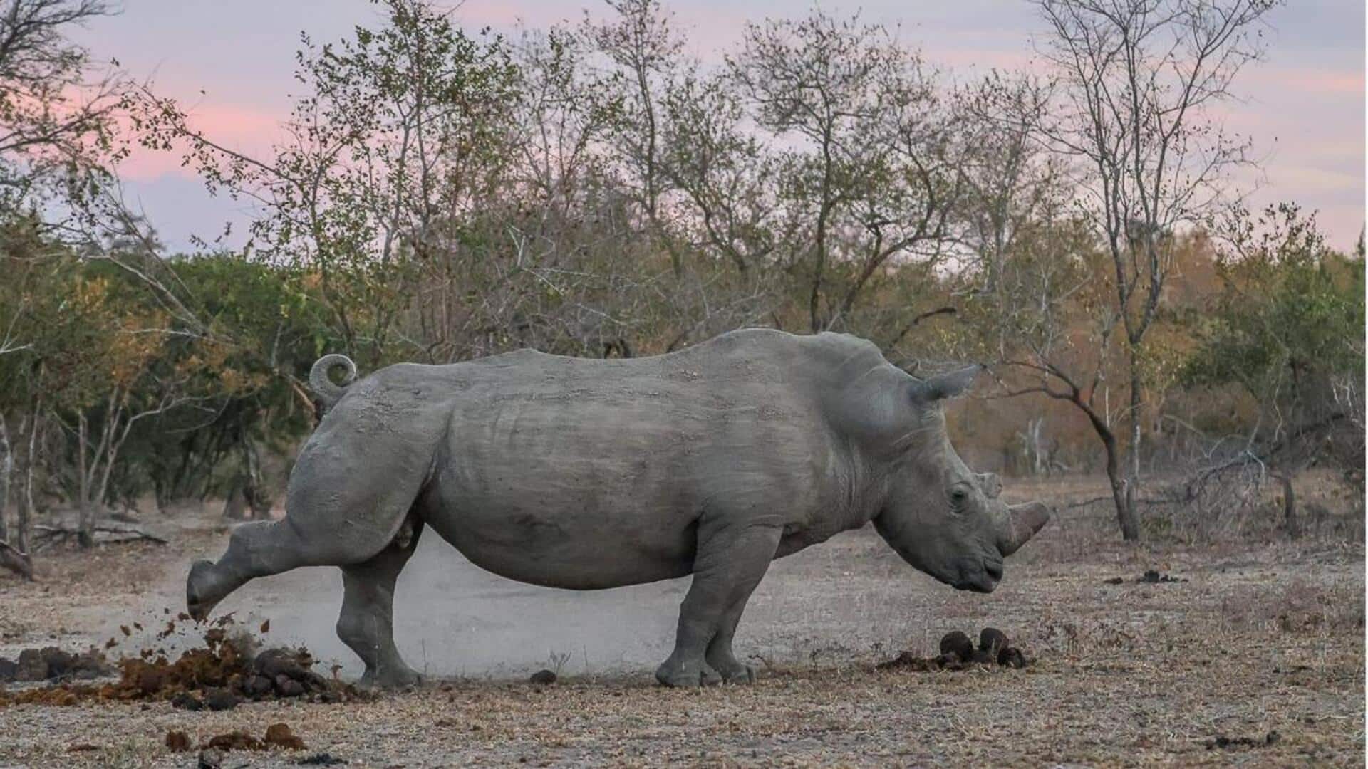 Pengaruh Tumpukan Kotoran Badak terhadap Lingkungan Sekitar