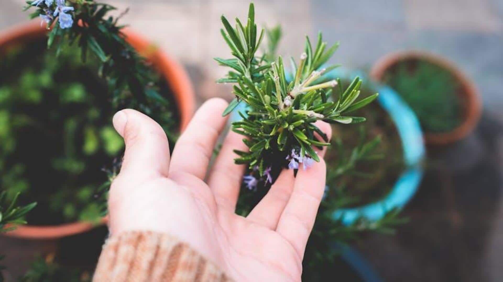 Tanaman Herbal Mediterania yang Mudah Tumbuh di Dalam Ruangan Tanaman Herbal Mediterania yang Mudah Tumbuh di Dalam Ruangan