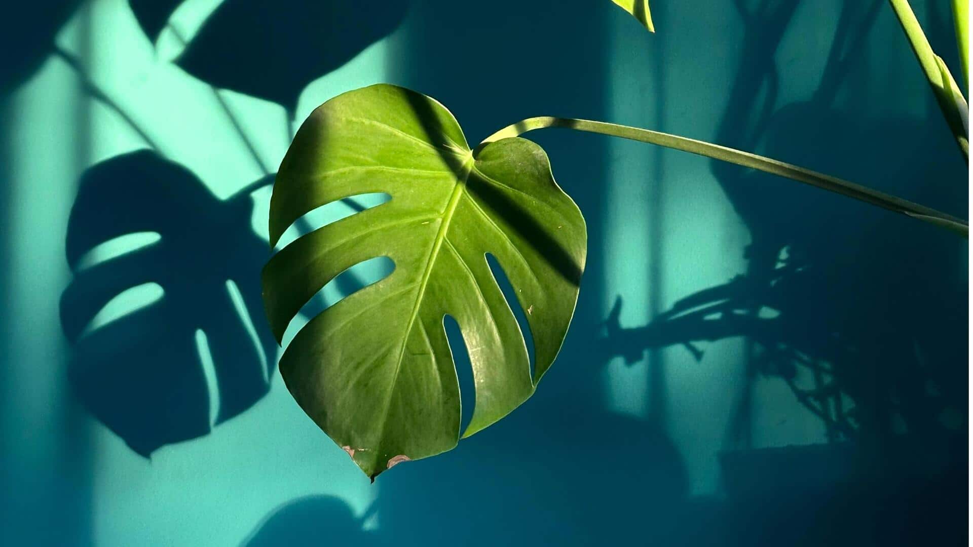 Philodendron: Tanaman Dalam Ruangan yang Mudah Dirawat untuk Pemula