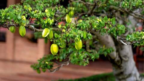 Panduan Praktis Menanam Pohon Belimbing