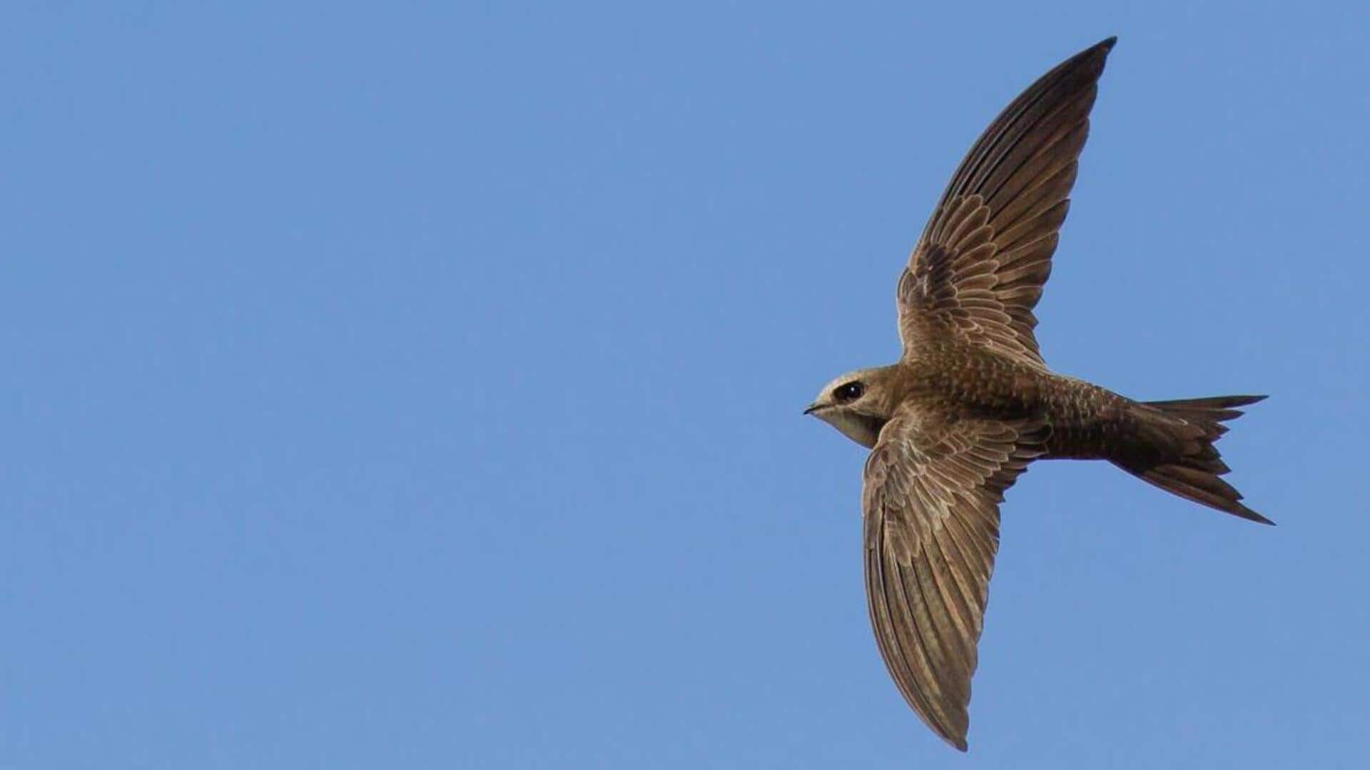 Menjelajahi Hubungan Simbiosis Burung Swift