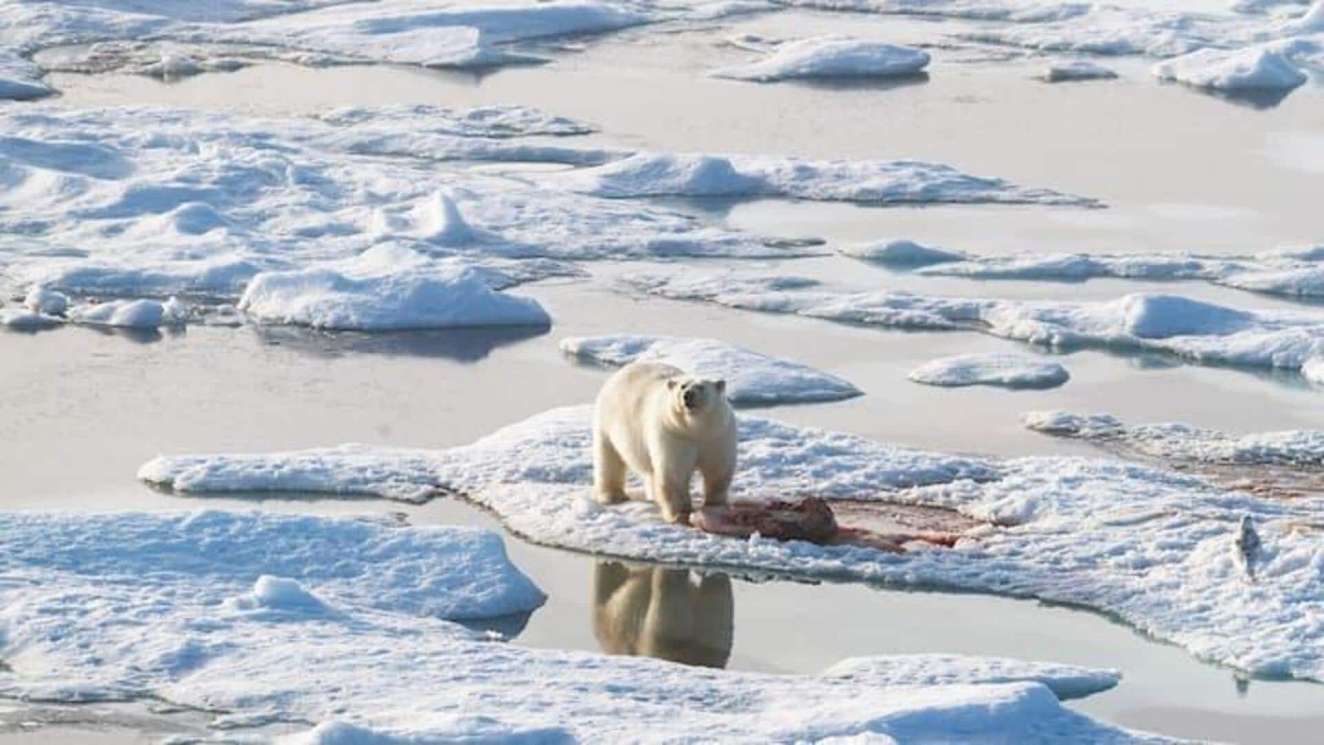 Rekomendasi Terbaik Untuk Safari Satwa Liar Di Svalbard, Norwegia