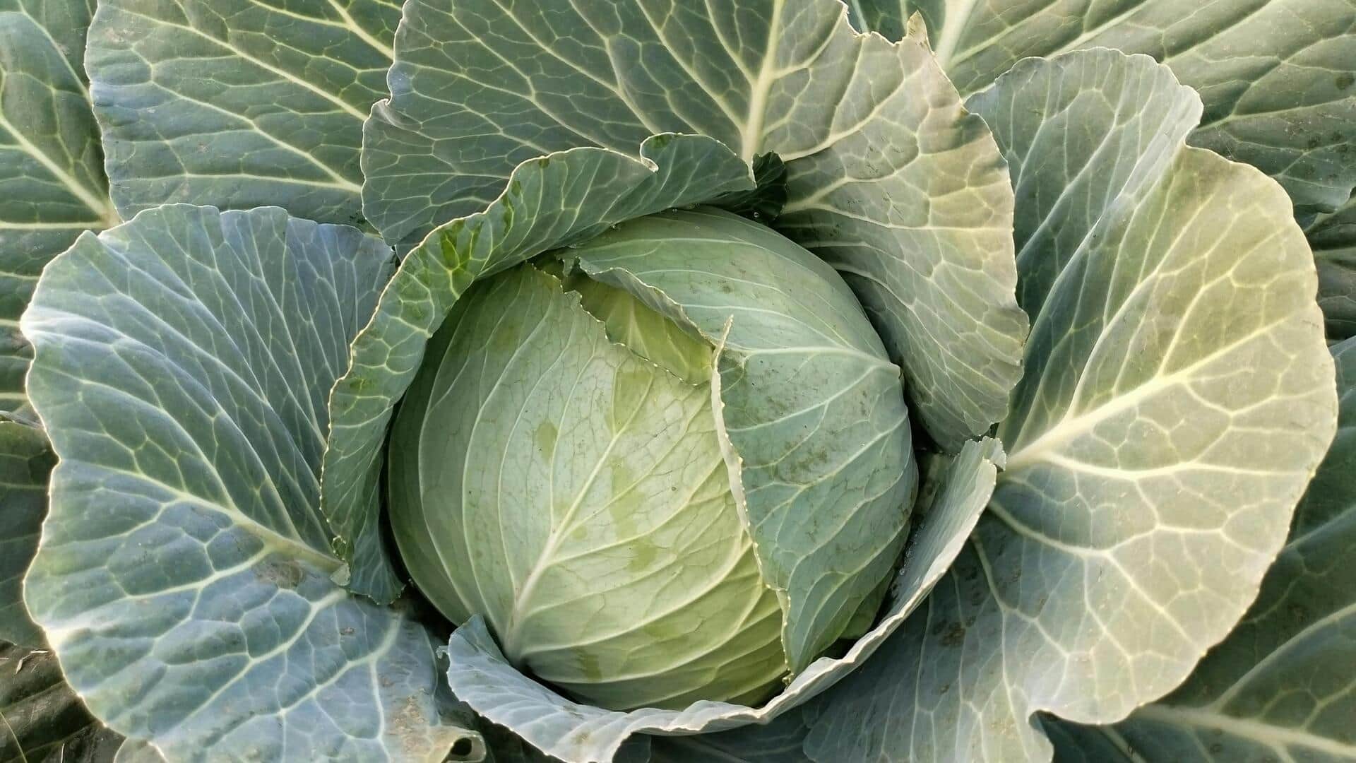Manfaat anti-inflamasi daun kubis untuk kulit Manfaat anti-inflamasi daun kubis untuk kulit