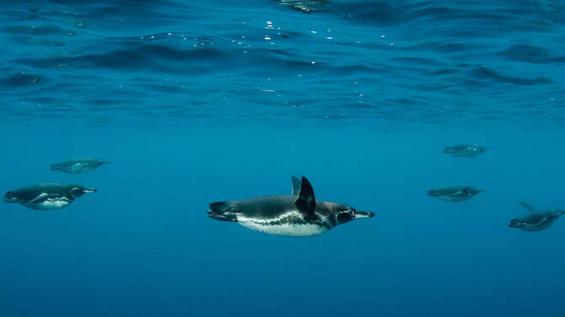 Menjelajahi Taktik Memancing Kooperatif Penguin yang Unik