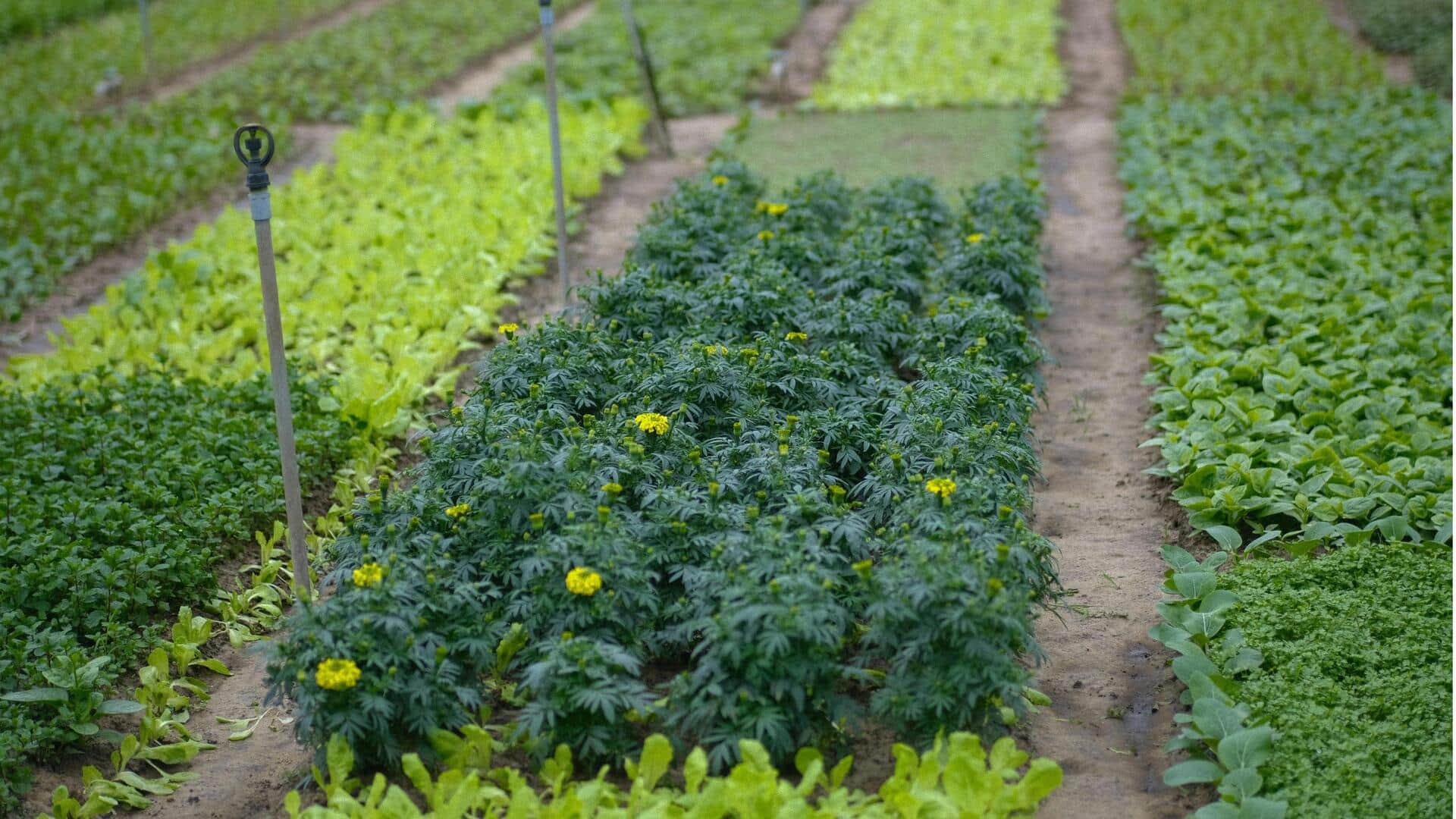 Keberhasilan Berkebun: Lima Manfaat Tanaman Pendamping Dijelaskan