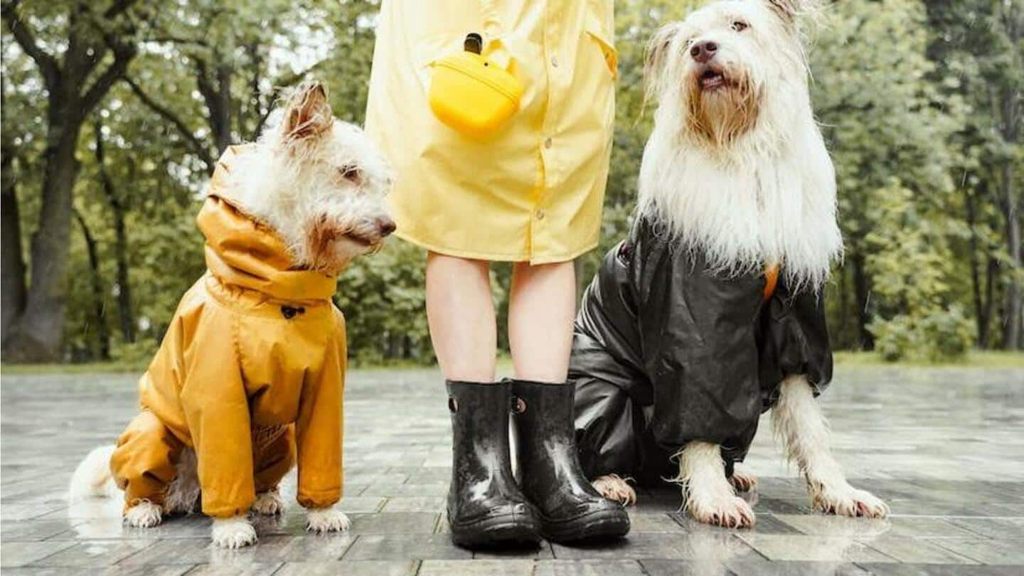 Cara memastikan anjing Anda tetap aman selama musim hujan