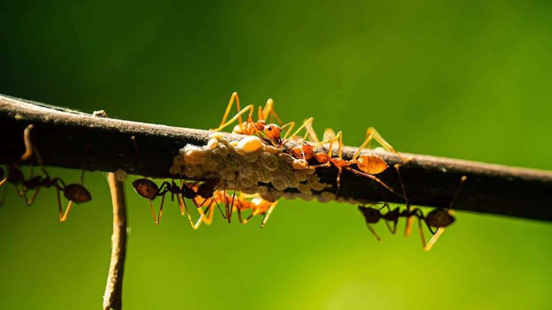 Fakta Seru Serangga Hutan Hujan yang Menginspirasi Teknologi