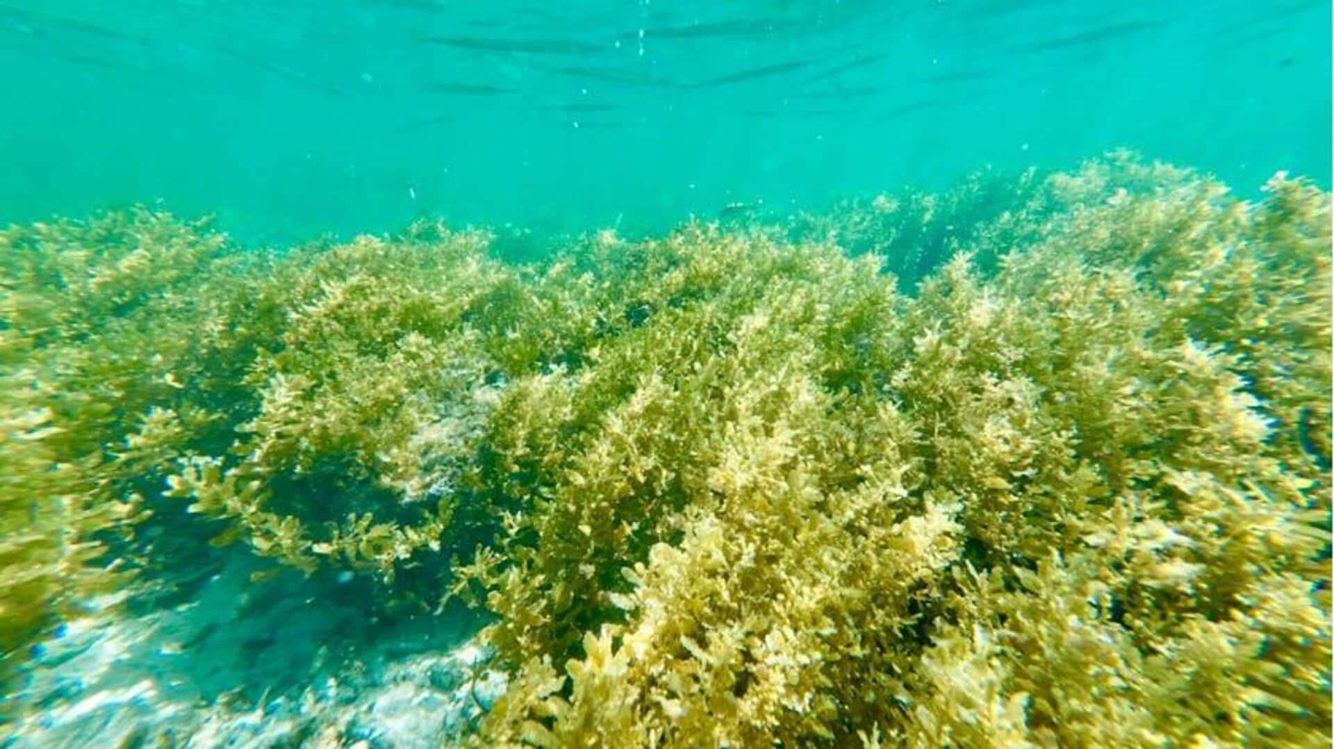 Potensi Rumput Laut sebagai Sumber Energi Terbarukan