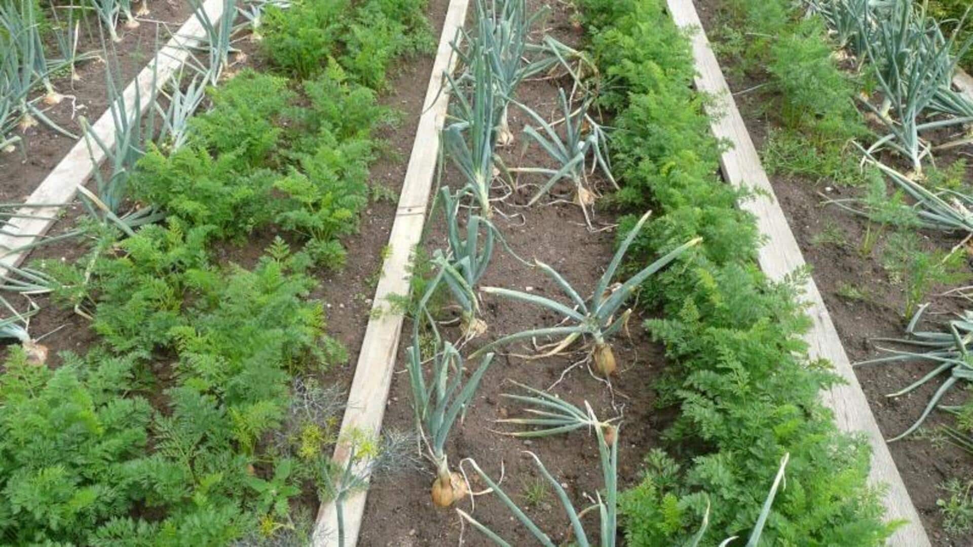 Memiliki Kebun Subur dengan Teknik Tanam Pendamping