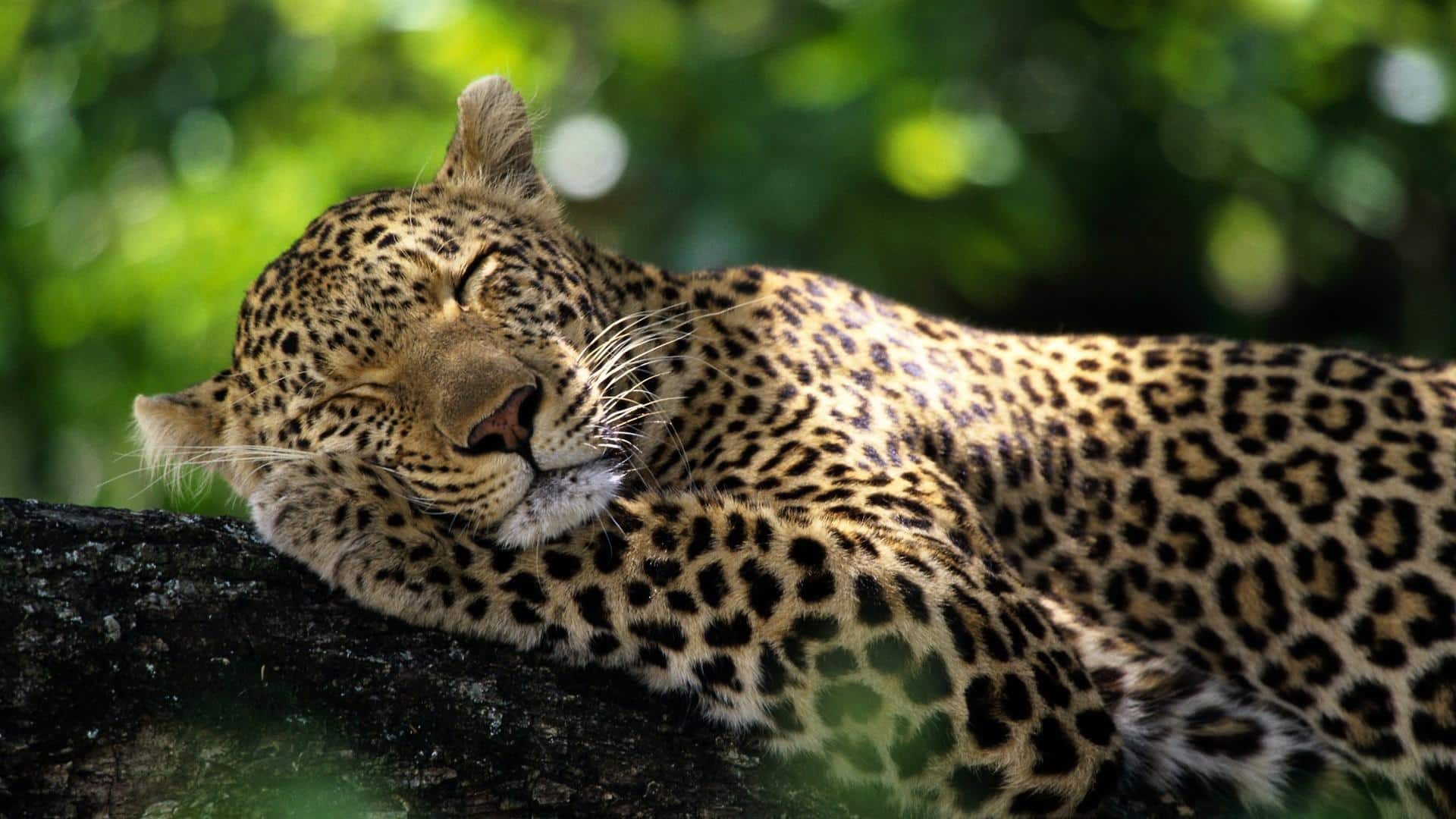 Wawasan Menarik tentang Pola Tidur Macan Tutul