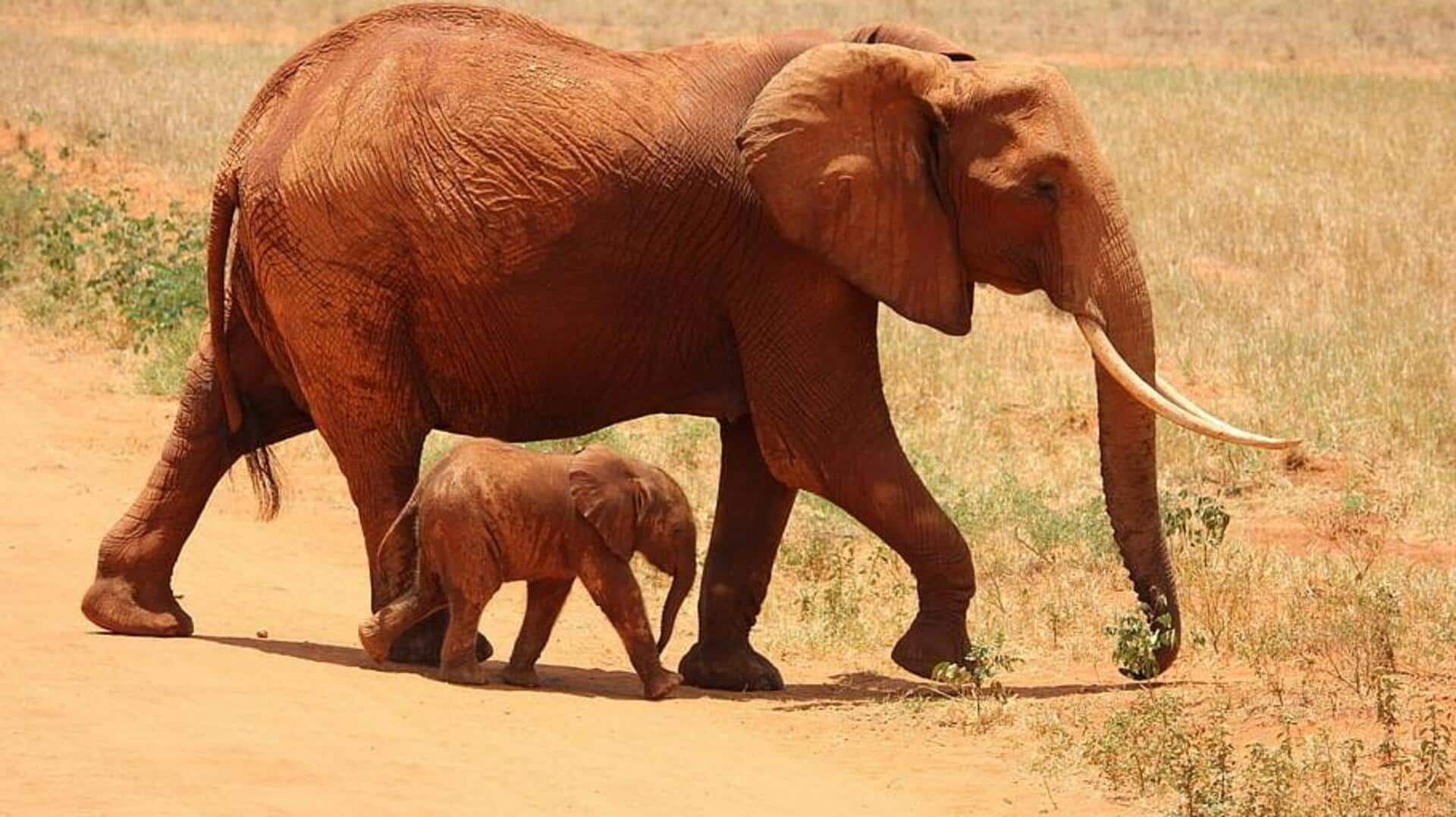 Keterampilan memori gajah: Memahami ingatan jangka panjang mereka Keterampilan memori gajah: Memahami ingatan jangka panjang mereka