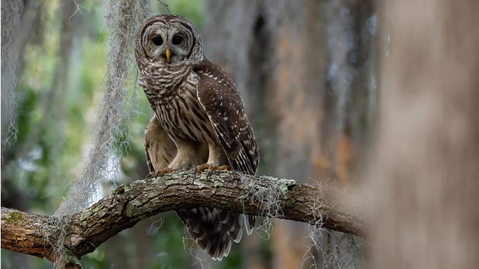 Cara Burung Hantu Menjaga Suhu Tubuh dalam Cuaca yang Ekstrem