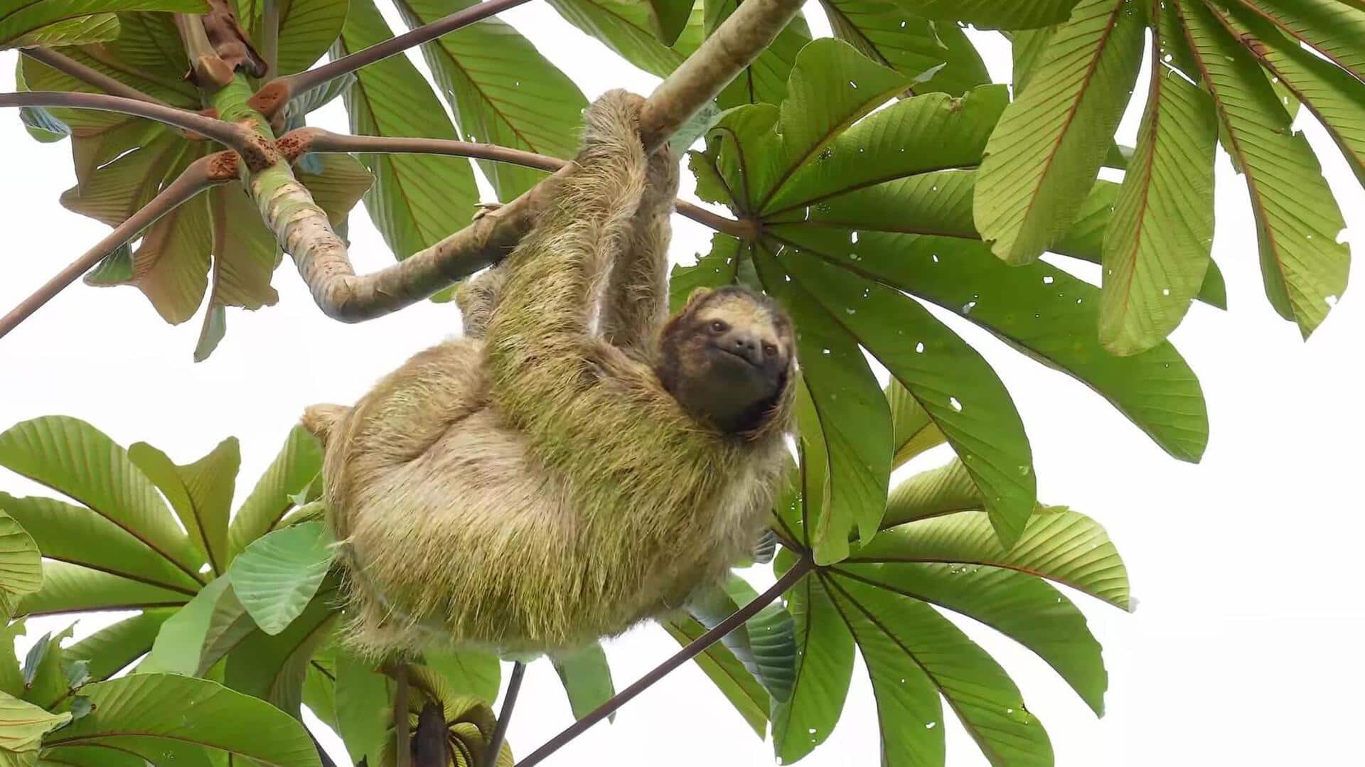 Lima Tahap Langka dalam Siklus Hidup Kungkang di Alam Liar