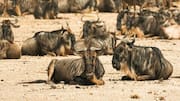 セレンゲティ国立公園の多様な野生動物を探る