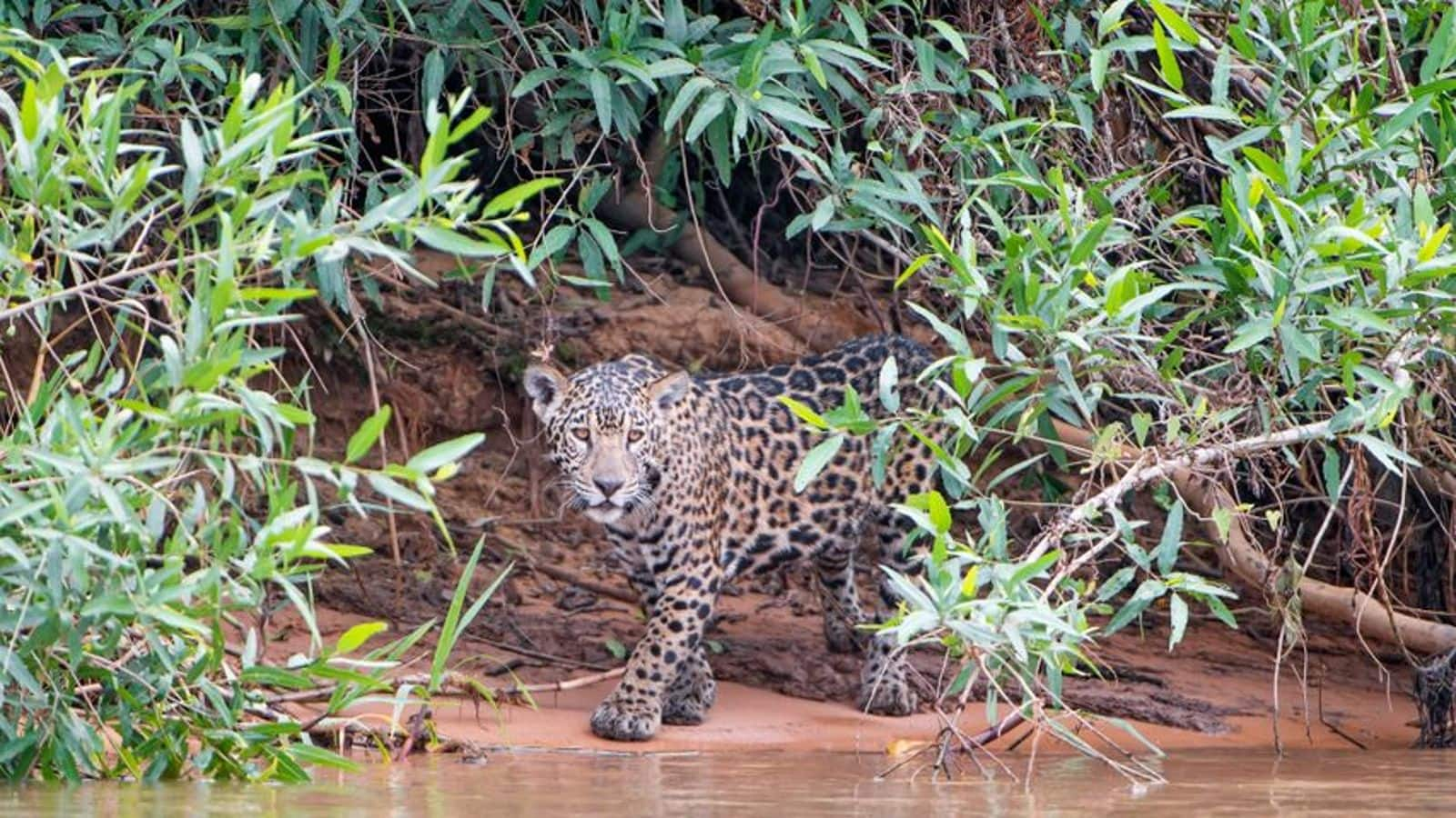 ブラジルのパンタナル：自然の楽園を探検しよう