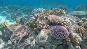 ソロモン諸島の静かなシュノーケリングスポット