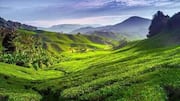 マレーシアのキャメロンハイランドを探る：ユニークな山の避暑地