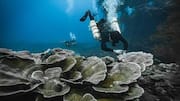 パラオの海洋保護活動を探る