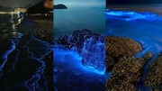 マスカットの夜市と光る海岸散歩を楽しむ方法