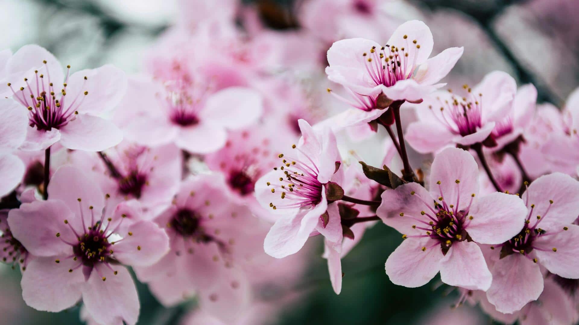 ワシントンD.C.で桜を追いかける旅 ワシントンD.C.で桜を追いかける旅