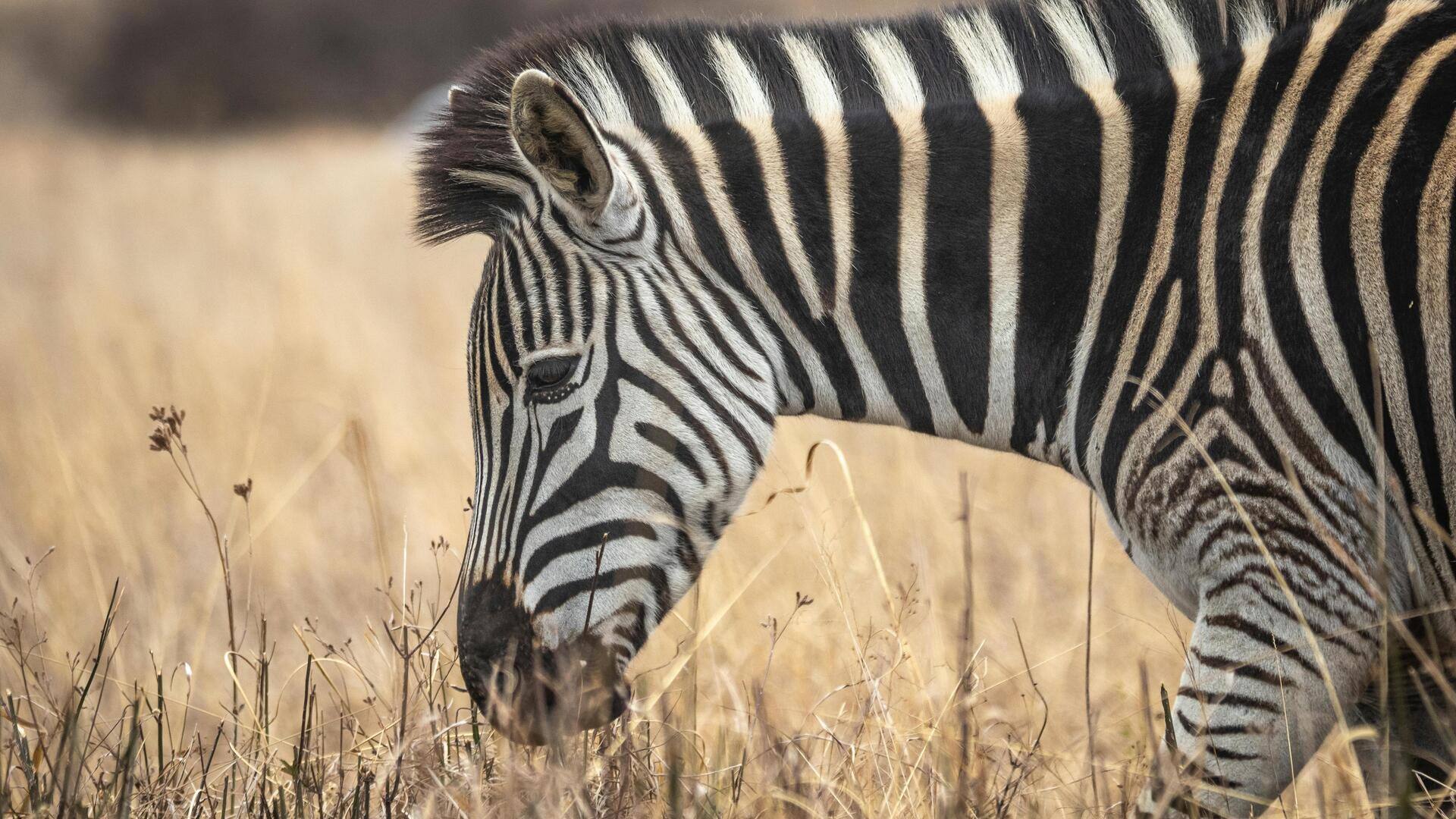 南アフリカの素晴らしい植物園5選 南アフリカの素晴らしい植物園5選