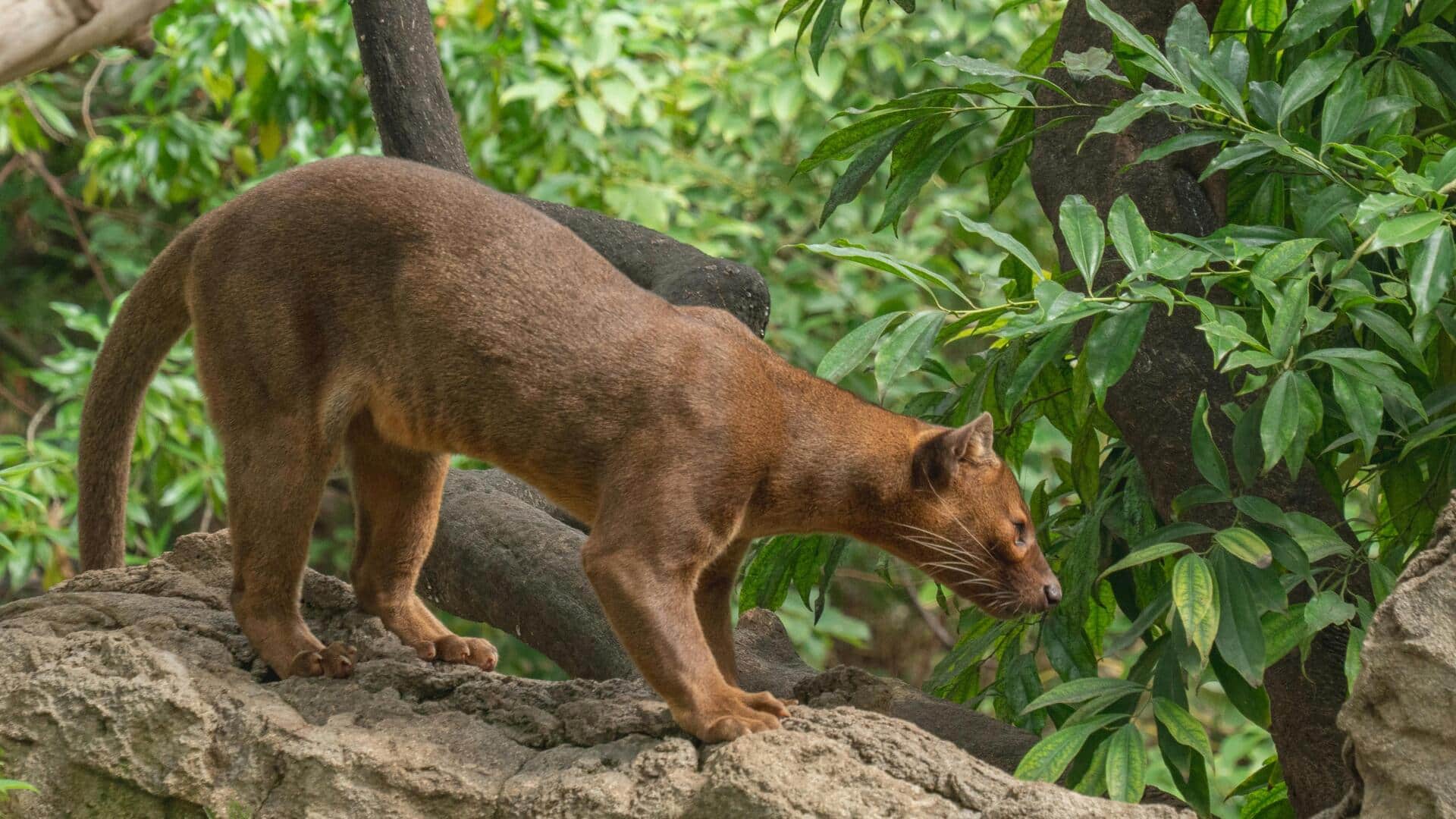 マダガスカルのユニークな野生動物を発見しよう マダガスカルのユニークな野生動物を発見しよう