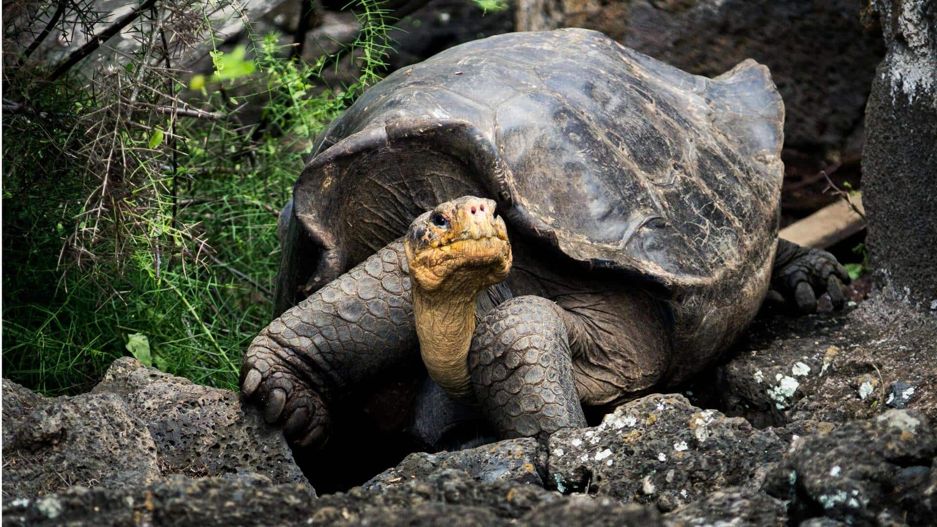 ガラパゴス諸島の動物に優しい観光地