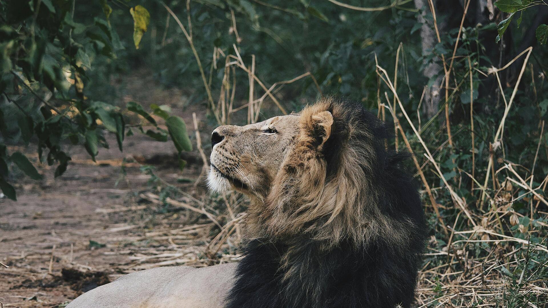 ボツワナでのユニークな野生動物体験五選