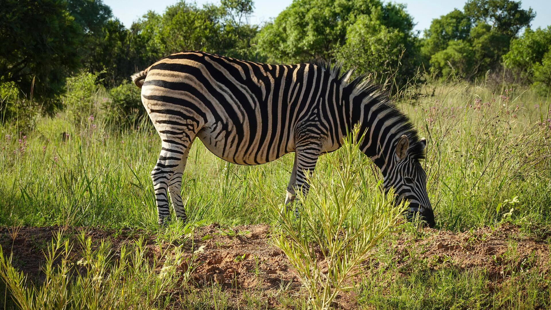 南アフリカの野生動物に関する五つの神話